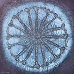 100 x 100 cm